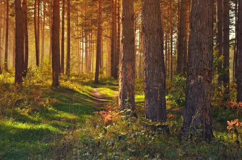 Nature Walk